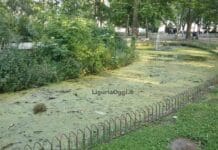 Genova, il laghetto dell’Acquasola invaso da alghe e sporcizia Acquasola laghetto
