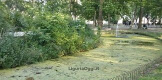 Genova, il laghetto dell’Acquasola invaso da alghe e sporcizia Acquasola laghetto