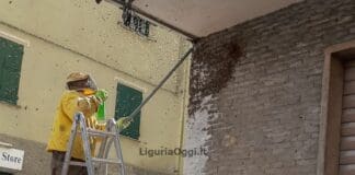 Sciame d’api sul percorso della Pontedecimo-Giovi, interviene l’apicoltore api busalla sciame