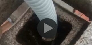 Camogli, trova enorme nido d’api nel camino, arriva l’apicoltore – VIDEO api nl camino Camogli