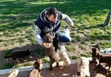 Santo Stefano Magra, scoperto allevamento abusivo di cani di razza Carabinieri forestali, allevamento cani spezia