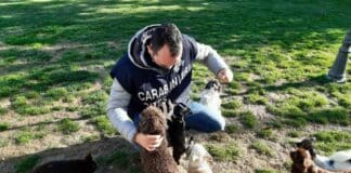 Santo Stefano Magra, scoperto allevamento abusivo di cani di razza Carabinieri forestali, allevamento cani spezia