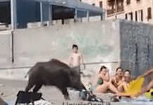 Genova, cinghiali sulla spiaggia di Sturla rubano cibo ai bagnanti – VIDEO cinghiale spiaggia Sturla Genova