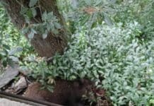 Genova, cinghiale morente nel parco di Villa Doria a Pegli cinghiale villa Doria pegli Genova