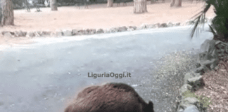 Cinghiale a Villa Doria di Pegli, Ambientalisti: stava solo dormendo e ora potrebbe essere abbattuto cinghiale Villa Doria Pegli