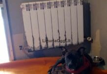 Genova, cuccioli abbandonati alla Foce, identificato il responsabile, cagnolini tornano con la mamma cuccioli abbandonati Foce Genova