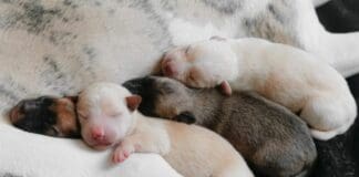 Genova, quattro cuccioli abbandonati per strada, salvati cuccioli cane