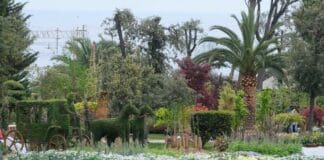 Euroflora 2022, caccia ai ladruncoli di piante dell’ultimo giorno Euroflora 2022 Genova