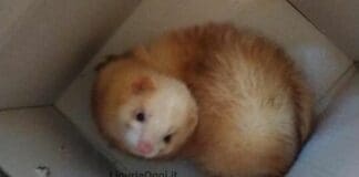 Sampierdarena – Furetto precipita dalla finestra di un palazzo, si cerca il proprietario furetto