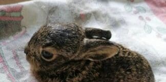 Mignanego, leprotti uccisi da un cane libero nel bosco, Enpa lancia un appello leprotto, lepre