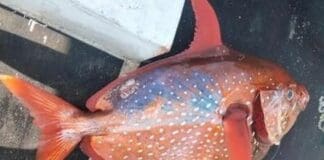 Sestri Levante, pesca record con un pesce re da 43 kg pesce re sestri levante