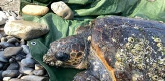 Diano Marina, soccorsa una tartaruga di mare in difficoltà – VIDEO Tartaruga Diano Marina
