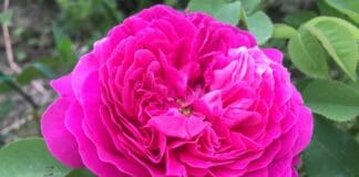 Festa delle Rose a Busalla nel week end festa delle Rose Busalla