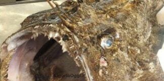 Sestri Levante, catturato esemplare di Rana Pescatrice da 20 chili Rana Pescatrice Sestri Levante
