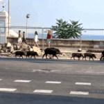 cinghiali corso Italia genova