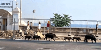 Genova, cinghiali per strada in corso Torino e via Podgora cinghiali corso Italia genova