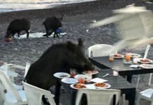 In Liguria i cinghiali rubano aperitivo in spiaggia cinghiali aperitivo spiaggia