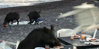 In Liguria i cinghiali rubano aperitivo in spiaggia cinghiali aperitivo spiaggia