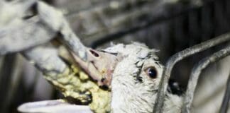 Alimentazione forzata animali, Animal Equality denuncia voto favorevole al Parlamento Europeo fois gras, oche alimentazione forzata