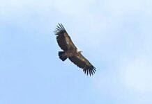 Il Grifone torna nelle Alpi Liguri grifone monte Antola