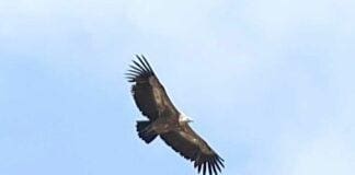 Il Grifone torna nelle Alpi Liguri grifone monte Antola