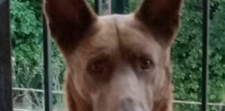 Finale Ligure, cane precipita in un dirupo, salvato dai soccorritori noè cane caduto dirupo