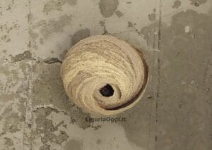 vespa velutina nido primario