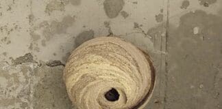 Vespa killer al risveglio primaverile, ecco perché è importante bloccarla ora vespa velutina nido primario