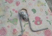 Demolizione ex Aura a Nervi, polveri e calcinacci nei giardini limitrofi preoccupano i residenti