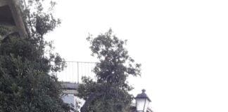 Genova, crolla un albero sulla passeggiata di Nervi