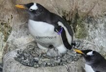 Genova, nati quattro pulcini di pinguino all’Acquario – VIDEO pinguino Papua Kowalski pulcino