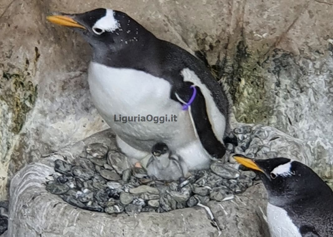 pinguino Papua Kowalski pulcino