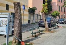 Quinto, capitozzati gli ippocastani di piazza Santa Paola Frassineti Quinto alberi tagliati piazza Santa paola Frassinetti
