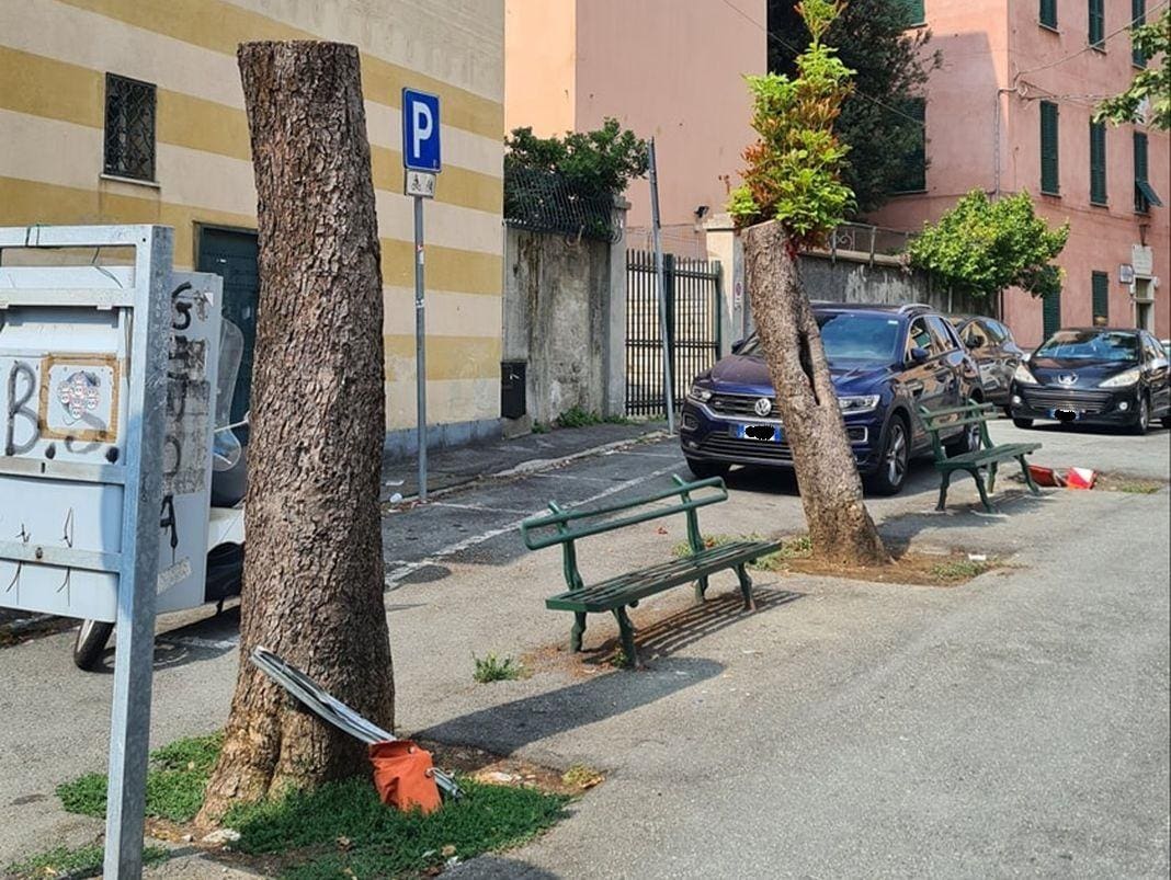 Quinto alberi tagliati piazza Santa paola Frassinetti