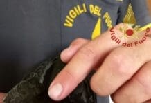 Vigili del Fuoco salvano rondone impigliato in una grondaia