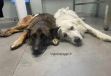 Genova – Migliora Akira, il cane da soccorso ferito da un cinghiale mentre cercava una persona Akira cane soccorso ferito cinghiale