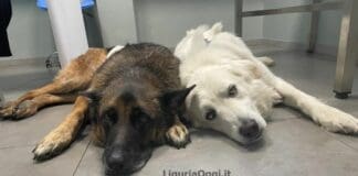 Genova – Migliora Akira, il cane da soccorso ferito da un cinghiale mentre cercava una persona Akira cane soccorso ferito cinghiale