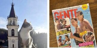 Il gatto più bello d’Italia vive a Torriglia Bibi gatto più bello d'Italia Gente