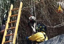 Genova, vigili del fuoco salvano cagnolino caduto in un canale cane salvato Prà