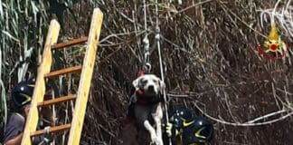 Genova, vigili del fuoco salvano cagnolino caduto in un canale cane salvato Prà