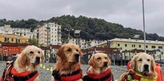 Premio Fedeltà del Cane, a San Rocco le storie più incredibili cani bagnino Voltri