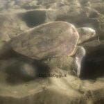 Caretta caretta depone uova Levanto, nido tartaruga