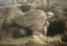 Arma di Taggia, bagnante scopre nido di tartaruga Caretta caretta Caretta caretta depone uova Levanto, nido tartaruga