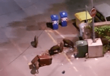 Camogli, cinghiali ribaltano bidoni in piazza del Teatro cinghiali bidoni Camogli