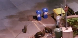 Genova, ancora emergenza cinghiali per strada ad Albaro e Borgoratti cinghiali bidoni Camogli