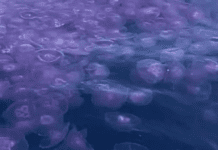 Liguria, invasione di meduse, allarme per l’ambiente meduse