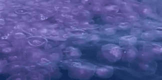 Liguria, invasione di meduse, allarme per l’ambiente meduse