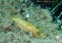 Imperia, nel mare minacciato dalla plastica trovato un raro nudibranco nudibranco Doride dipinto mar Ligure