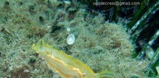Imperia, nel mare minacciato dalla plastica trovato un raro nudibranco nudibranco Doride dipinto mar Ligure