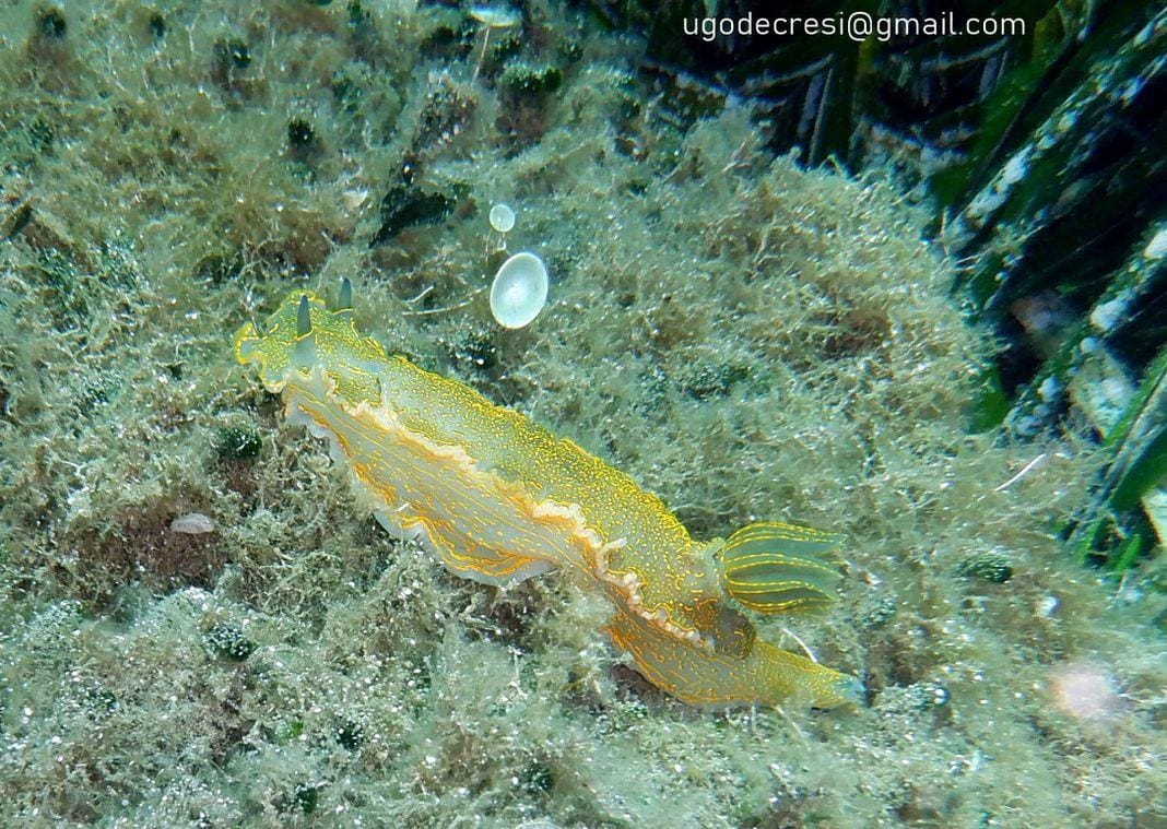 nudibranco Doride dipinto mar Ligure